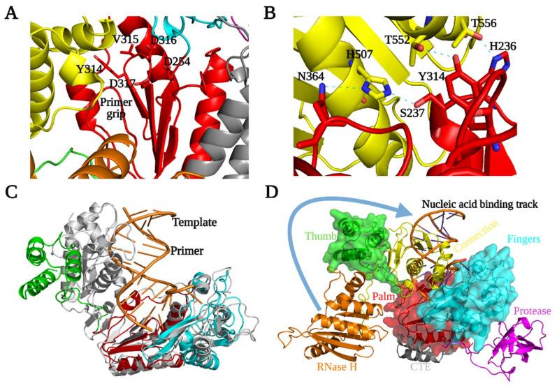 https://cdn.ncbi.nlm.nih.gov/pmc/blobs/6f31/8402755/2a7bbbd80997/viruses-13-01495-g004.jpg