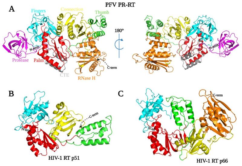 https://cdn.ncbi.nlm.nih.gov/pmc/blobs/6f31/8402755/39945cc8d3f8/viruses-13-01495-g003.jpg