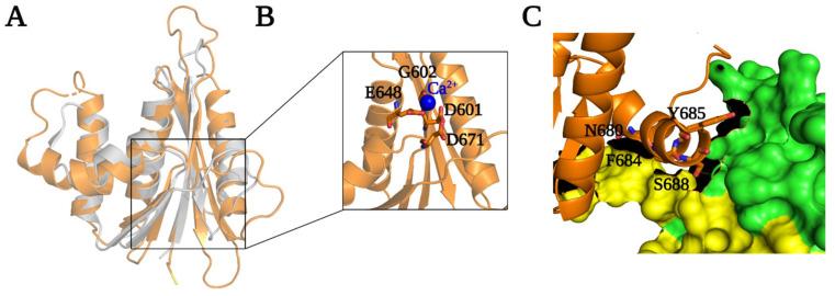 https://cdn.ncbi.nlm.nih.gov/pmc/blobs/6f31/8402755/acff38395bac/viruses-13-01495-g005.jpg