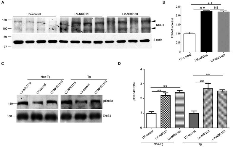 https://cdn.ncbi.nlm.nih.gov/pmc/blobs/6f33/4997345/3655246d672c/srep31692-f2.jpg