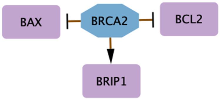 https://cdn.ncbi.nlm.nih.gov/pmc/blobs/6f38/11940086/539a3cedcd2b/biology-14-00253-g002.jpg