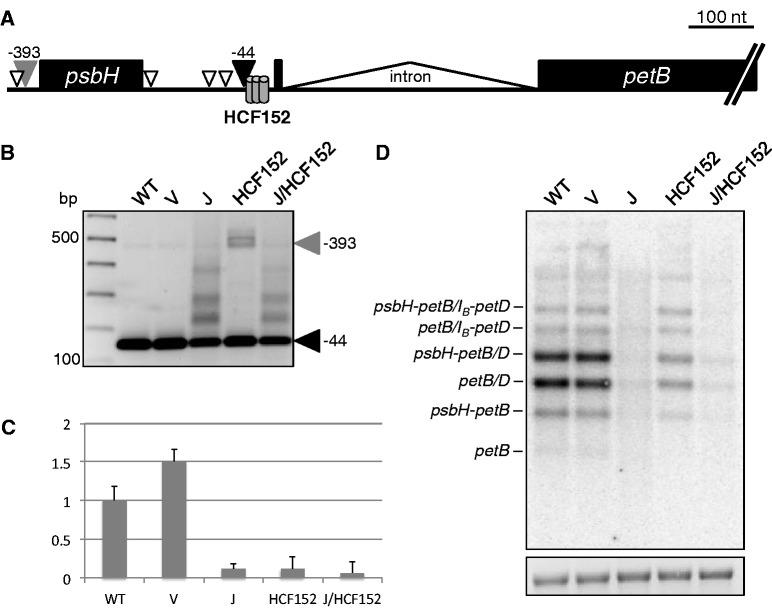 https://cdn.ncbi.nlm.nih.gov/pmc/blobs/6f3e/3799425/23637c71f959/gkt640f3p.jpg