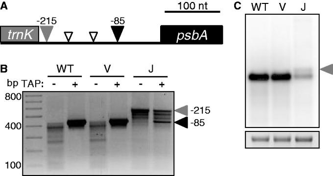 https://cdn.ncbi.nlm.nih.gov/pmc/blobs/6f3e/3799425/6e5ef4ab6682/gkt640f5p.jpg