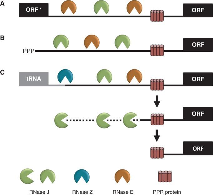 https://cdn.ncbi.nlm.nih.gov/pmc/blobs/6f3e/3799425/7c1d18fb2c78/gkt640f6p.jpg