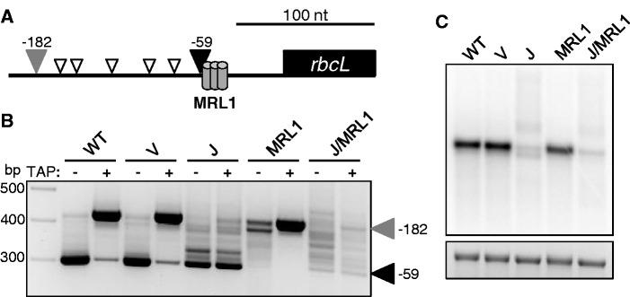 https://cdn.ncbi.nlm.nih.gov/pmc/blobs/6f3e/3799425/9024b1e5afb5/gkt640f4p.jpg