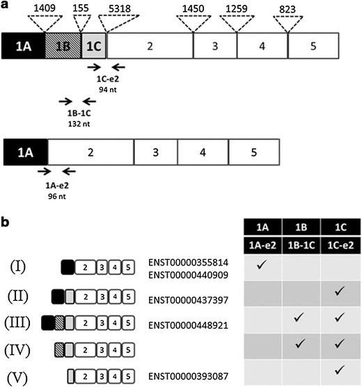 https://cdn.ncbi.nlm.nih.gov/pmc/blobs/6f3e/4490674/df42aaff5abf/12967_2015_585_Fig1_HTML.jpg