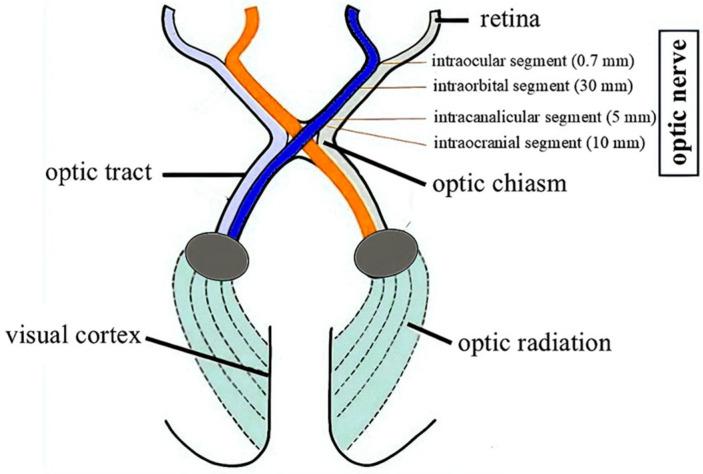 https://cdn.ncbi.nlm.nih.gov/pmc/blobs/6f42/12070890/03ebbe715bcc/cancers-17-01404-g001.jpg