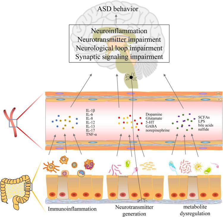 https://cdn.ncbi.nlm.nih.gov/pmc/blobs/6f44/12364926/b7c3491fd9b6/fncel-19-1623576-g003.jpg