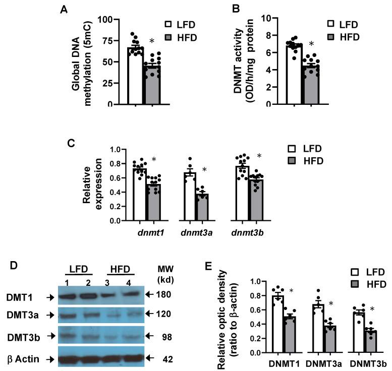 https://cdn.ncbi.nlm.nih.gov/pmc/blobs/6f45/8229510/8a0303bef925/cells-10-01355-g003.jpg
