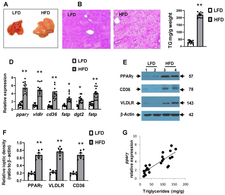 https://cdn.ncbi.nlm.nih.gov/pmc/blobs/6f45/8229510/96c1f48ca593/cells-10-01355-g001.jpg