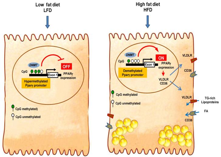 https://cdn.ncbi.nlm.nih.gov/pmc/blobs/6f45/8229510/fa4dd00830b6/cells-10-01355-g007.jpg