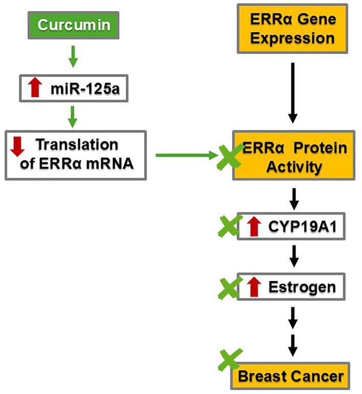 https://cdn.ncbi.nlm.nih.gov/pmc/blobs/6f46/12325079/2d5b85b8c3b3/fendo-16-1553465-g003.jpg