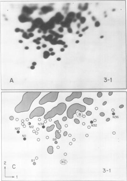 https://cdn.ncbi.nlm.nih.gov/pmc/blobs/6f48/515972/5bf5534e982a/jvirol00215-0208-a.jpg