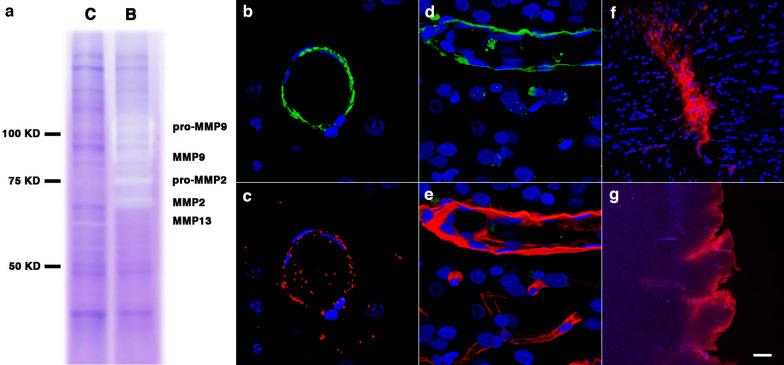 https://cdn.ncbi.nlm.nih.gov/pmc/blobs/6f49/8518227/a55ca96b480b/40478_2021_1269_Fig13_HTML.jpg
