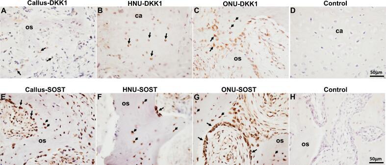 https://cdn.ncbi.nlm.nih.gov/pmc/blobs/6f51/11245924/2591dc58c310/gr5.jpg