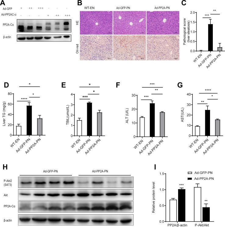 https://cdn.ncbi.nlm.nih.gov/pmc/blobs/6f59/9421584/61e3e1e49791/gr7.jpg