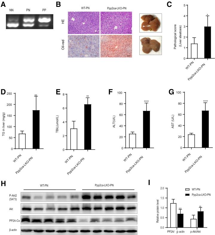 https://cdn.ncbi.nlm.nih.gov/pmc/blobs/6f59/9421584/7c94fccf5efd/gr6.jpg