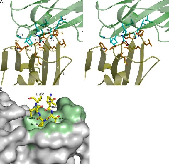 https://cdn.ncbi.nlm.nih.gov/pmc/blobs/6f5a/3135353/dea694e5c0b7/JEM_20102548_RGB_Fig5.jpg