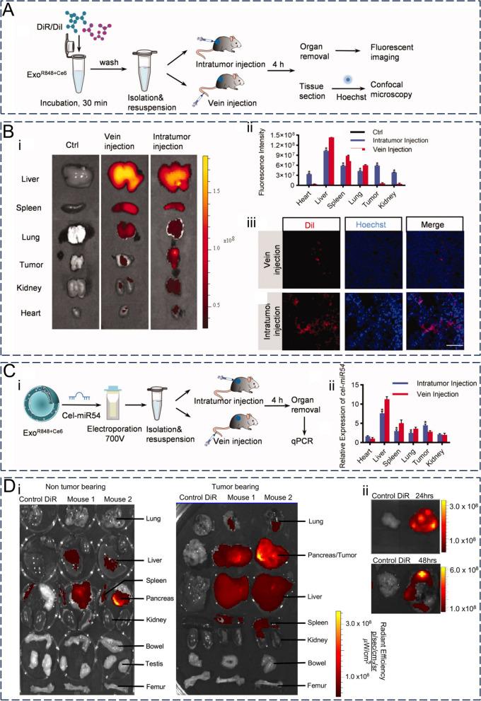 https://cdn.ncbi.nlm.nih.gov/pmc/blobs/6f60/10823703/59fdf1cdd959/12951_2024_2298_Fig7_HTML.jpg
