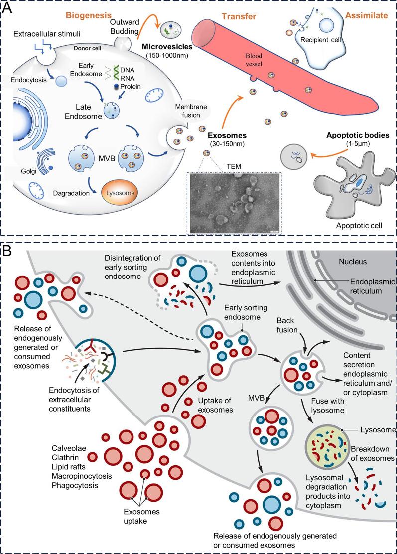 https://cdn.ncbi.nlm.nih.gov/pmc/blobs/6f60/10823703/c9cb63df55fb/12951_2024_2298_Fig1_HTML.jpg