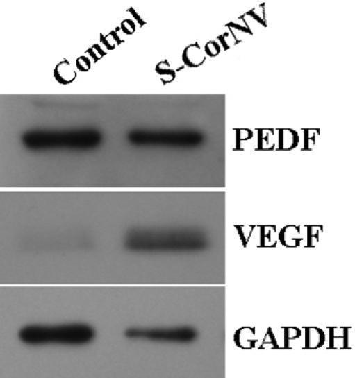 https://cdn.ncbi.nlm.nih.gov/pmc/blobs/6f66/3171500/d334fdbdc8f3/mv-v17-2386-f3.jpg