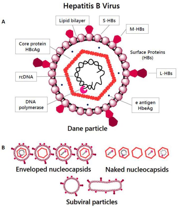 https://cdn.ncbi.nlm.nih.gov/pmc/blobs/6f6a/8147224/91c194204406/pharmaceuticals-14-00417-g001.jpg