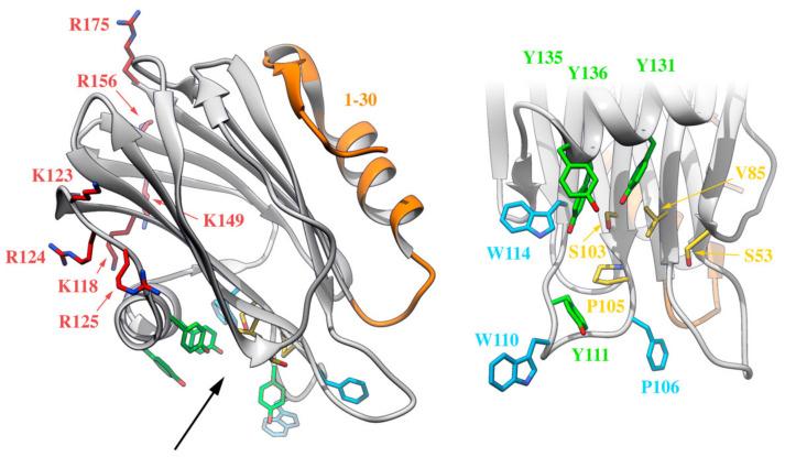 https://cdn.ncbi.nlm.nih.gov/pmc/blobs/6f6d/7727798/5e2fff319fb4/ijms-21-08915-g005.jpg