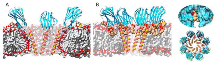 https://cdn.ncbi.nlm.nih.gov/pmc/blobs/6f6d/7727798/df6629a50f41/ijms-21-08915-g004.jpg