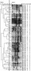 https://cdn.ncbi.nlm.nih.gov/pmc/blobs/6f6f/6526166/b0ae28adc8af/IDR-12-1171-g0001.jpg