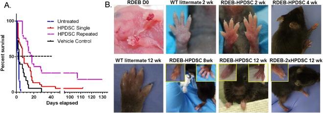https://cdn.ncbi.nlm.nih.gov/pmc/blobs/6f70/6052609/4eb74dc98e6e/SCT3-7-530-g002.jpg