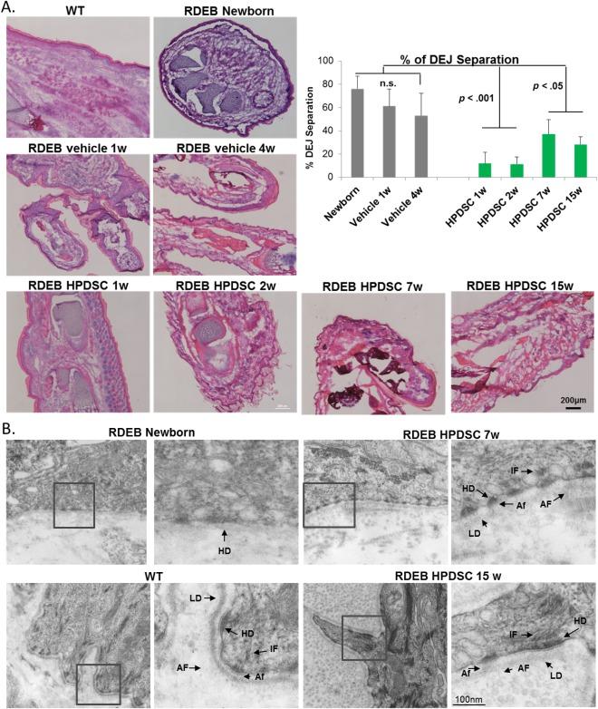 https://cdn.ncbi.nlm.nih.gov/pmc/blobs/6f70/6052609/ab85ed35af44/SCT3-7-530-g004.jpg