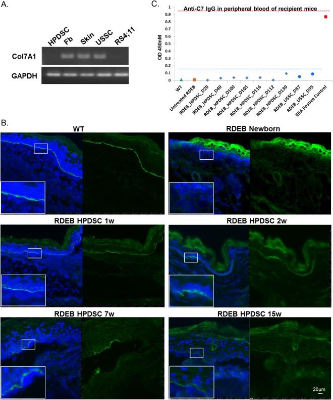 https://cdn.ncbi.nlm.nih.gov/pmc/blobs/6f70/6052609/f0d7a40ee954/SCT3-7-530-g003.jpg