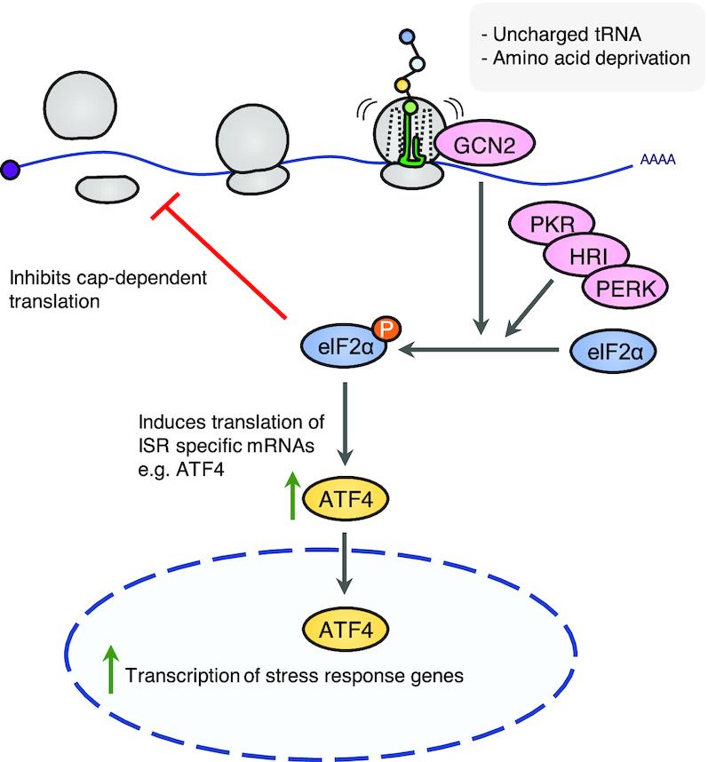 https://cdn.ncbi.nlm.nih.gov/pmc/blobs/6f73/7641731/0abe6d45c9fd/gkaa757fig4.jpg
