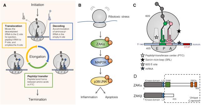 https://cdn.ncbi.nlm.nih.gov/pmc/blobs/6f73/7641731/b37d07afa226/gkaa757fig2.jpg