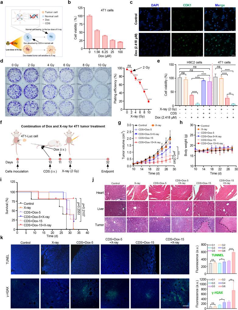 https://cdn.ncbi.nlm.nih.gov/pmc/blobs/6f75/12211420/9f64a9a29bca/12951_2025_3571_Fig4_HTML.jpg