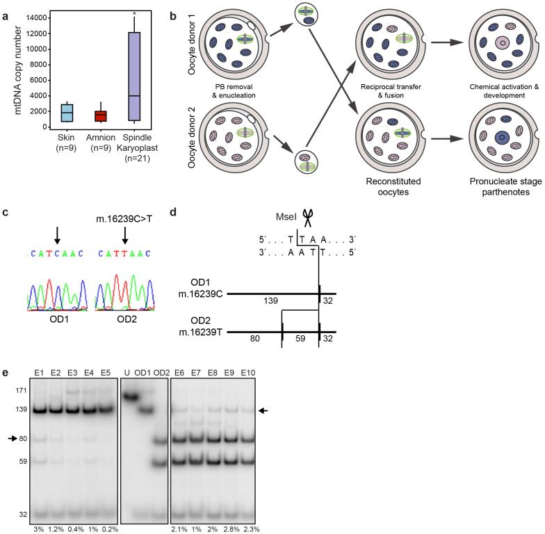 https://cdn.ncbi.nlm.nih.gov/pmc/blobs/6f79/5379195/4077361c53bc/srep03844-f5.jpg