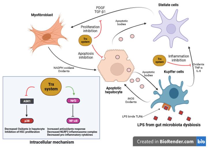 https://cdn.ncbi.nlm.nih.gov/pmc/blobs/6f7c/10525532/270c6ce41cf1/antioxidants-12-01680-g005.jpg