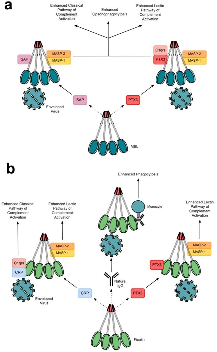 https://cdn.ncbi.nlm.nih.gov/pmc/blobs/6f7e/6272597/24dc199aaed8/molecules-20-02229-g005.jpg