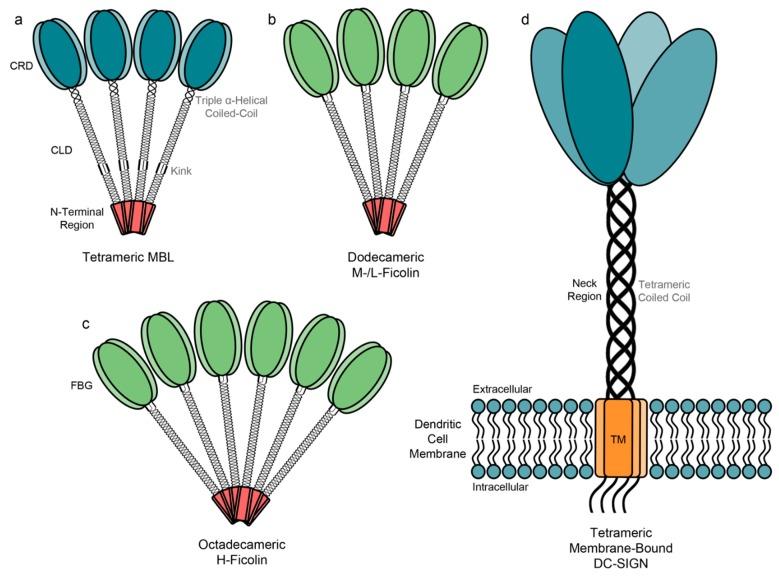 https://cdn.ncbi.nlm.nih.gov/pmc/blobs/6f7e/6272597/d5388a0f84e6/molecules-20-02229-g003.jpg