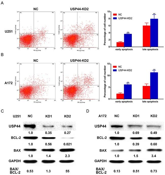 https://cdn.ncbi.nlm.nih.gov/pmc/blobs/6f82/5601647/437c00b90b19/oncotarget-08-58231-g004.jpg