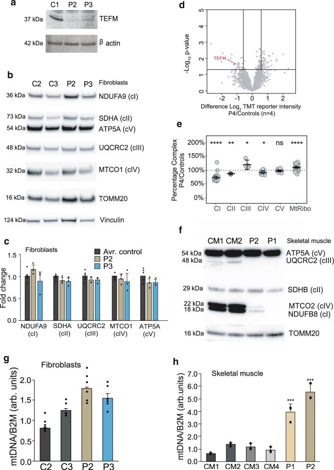 https://cdn.ncbi.nlm.nih.gov/pmc/blobs/6f85/9950373/92c1f15847a5/41467_2023_36277_Fig4_HTML.jpg
