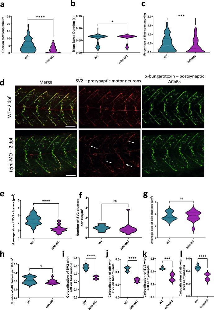 https://cdn.ncbi.nlm.nih.gov/pmc/blobs/6f85/9950373/c74dd36e9366/41467_2023_36277_Fig7_HTML.jpg