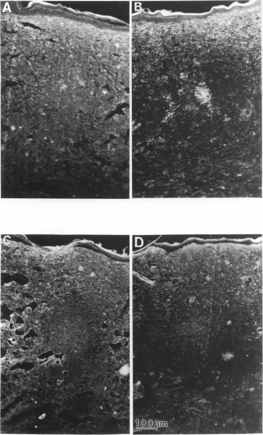 https://cdn.ncbi.nlm.nih.gov/pmc/blobs/6f8b/1167274/d897911258ac/janat00132-0093-a.jpg