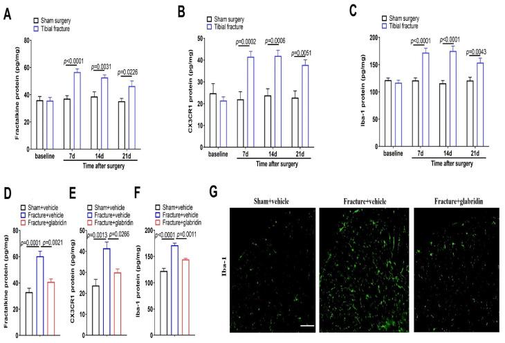 https://cdn.ncbi.nlm.nih.gov/pmc/blobs/6f8c/10216346/14c6d94c1c2f/brainsci-13-00739-g002.jpg