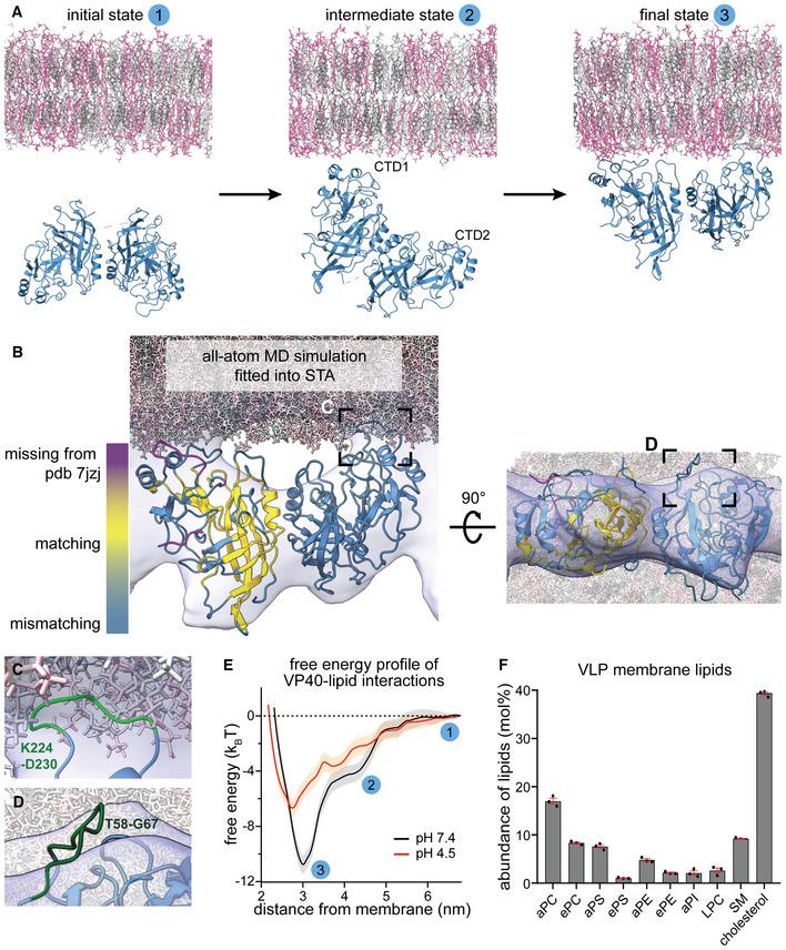 https://cdn.ncbi.nlm.nih.gov/pmc/blobs/6f90/10233383/bd785b7e2afd/EMBJ-42-e113578-g004.jpg