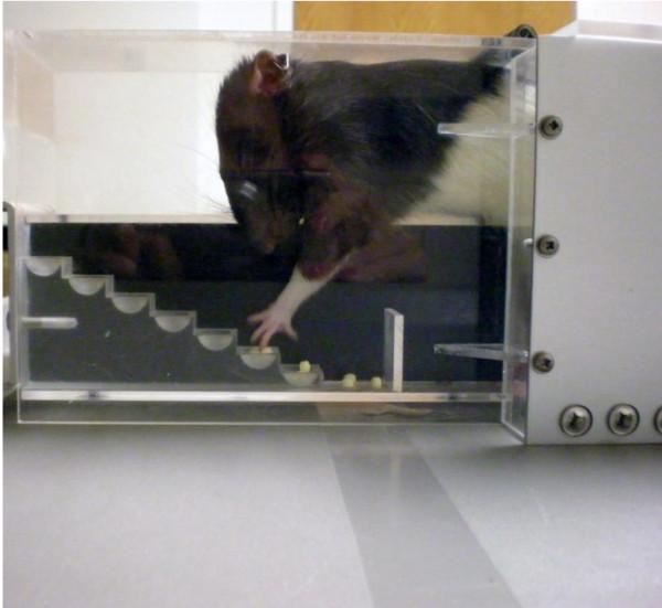 https://cdn.ncbi.nlm.nih.gov/pmc/blobs/6f93/2915950/2572661c2ad2/2040-7378-2-13-3.jpg