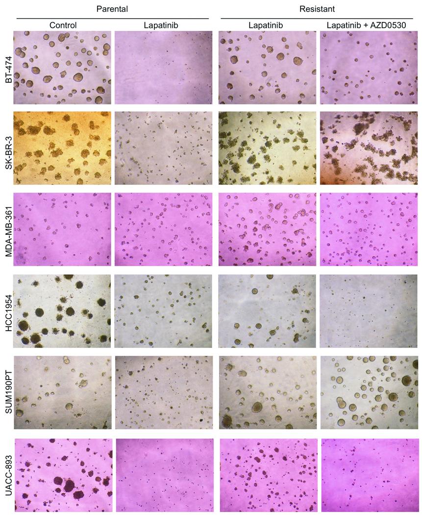 https://cdn.ncbi.nlm.nih.gov/pmc/blobs/6f95/3204390/286a5dfa59a9/nihms282065f4.jpg