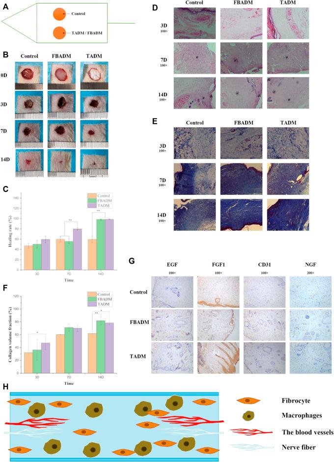https://cdn.ncbi.nlm.nih.gov/pmc/blobs/6f95/8882825/2ea3ab8126fa/fbioe-09-792344-g003.jpg