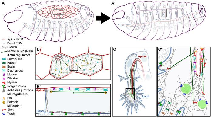 https://cdn.ncbi.nlm.nih.gov/pmc/blobs/6f99/8649640/9bcc755857f2/biolopen-10-058760-g1.jpg