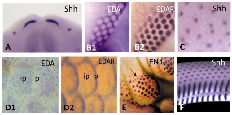 https://cdn.ncbi.nlm.nih.gov/pmc/blobs/6f9a/10299021/4b5f2f2da6e5/jdb-11-00025-g005.jpg